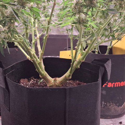 Purple Queen Automatic growlog timeline photo