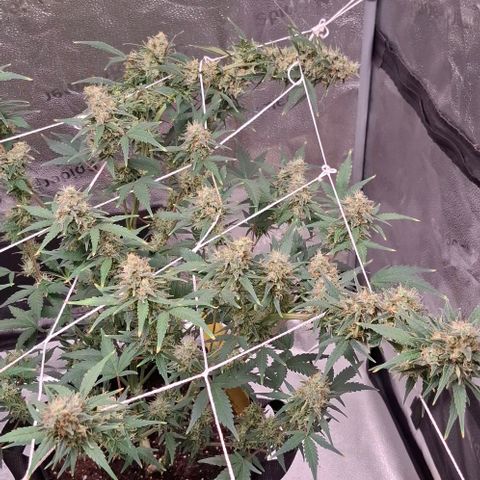 Purple Queen Automatic growlog timeline photo