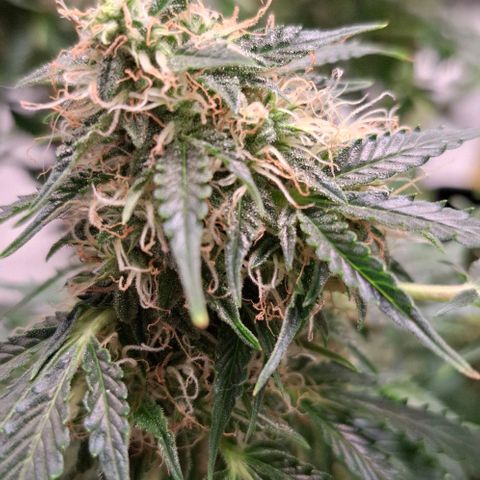 Purple Queen Automatic growlog timeline photo