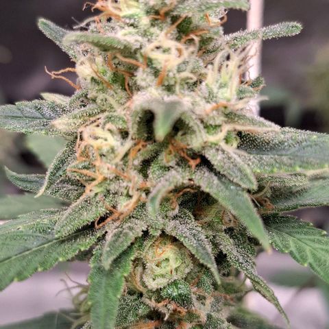Purple Queen Automatic growlog timeline photo