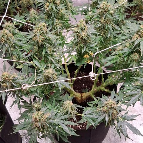 Purple Queen Automatic growlog timeline photo