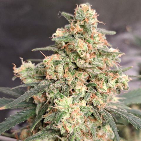 Purple Queen Automatic growlog timeline photo
