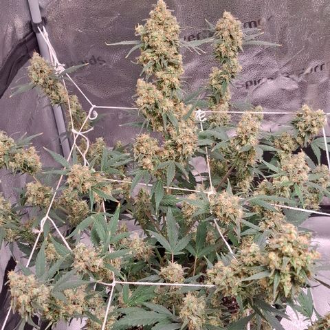Purple Queen Automatic growlog timeline photo