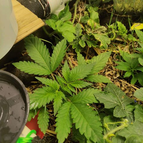 Gorilla Cookies Auto growlog timeline photo