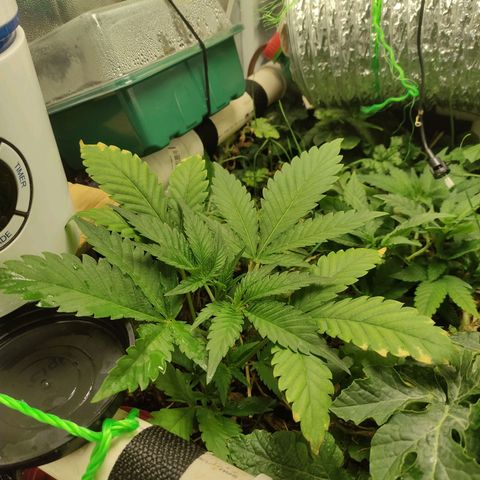 Gorilla Cookies Auto growlog timeline photo
