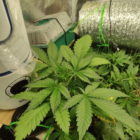 Gorilla Cookies Auto growlog timeline photo