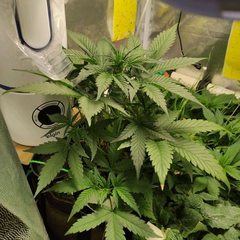 Gorilla Cookies Auto growlog timeline photo