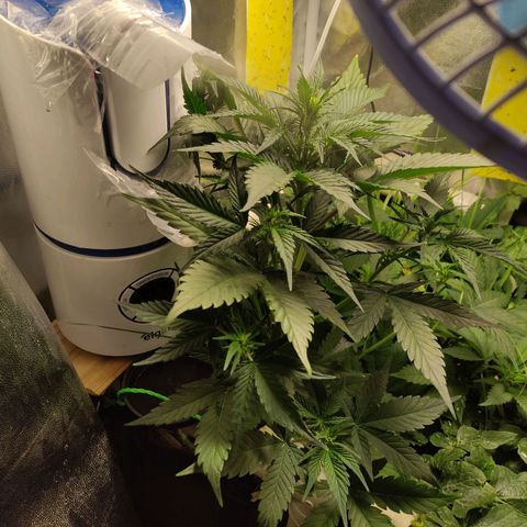 Gorilla Cookies Auto growlog timeline photo