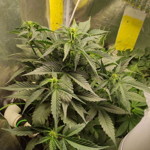 Gorilla Cookies Auto growlog timeline photo