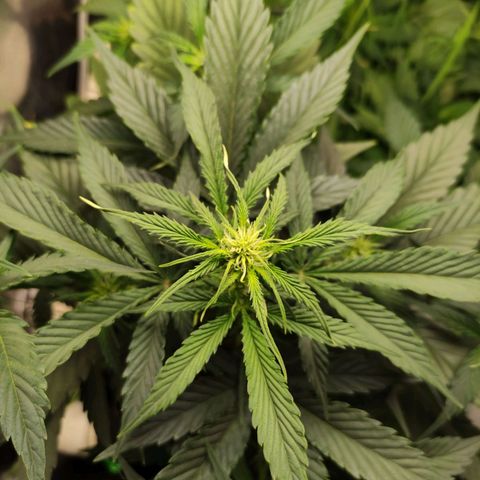 Gorilla Cookies Auto growlog timeline photo