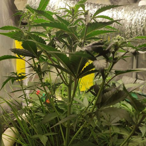 Gorilla Cookies Auto growlog timeline photo