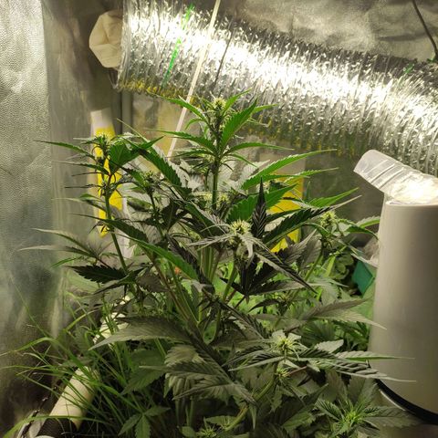 Gorilla Cookies Auto growlog timeline photo