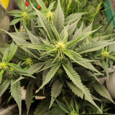 Gorilla Cookies Auto growlog timeline photo