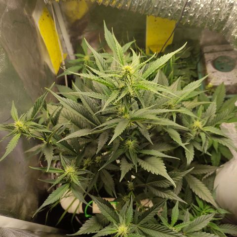 Gorilla Cookies Auto growlog timeline photo