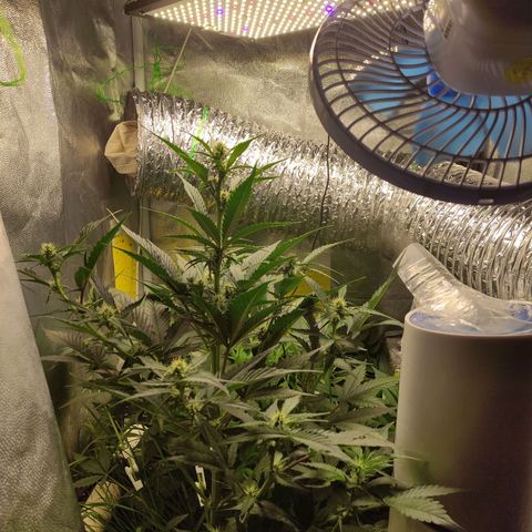 Gorilla Cookies Auto growlog timeline photo