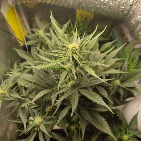 Gorilla Cookies Auto growlog timeline photo
