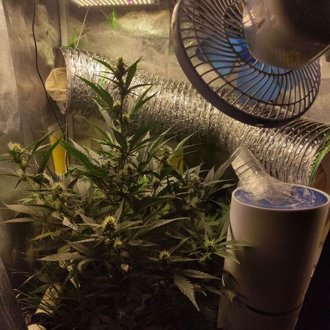 Gorilla Cookies Auto growlog timeline photo