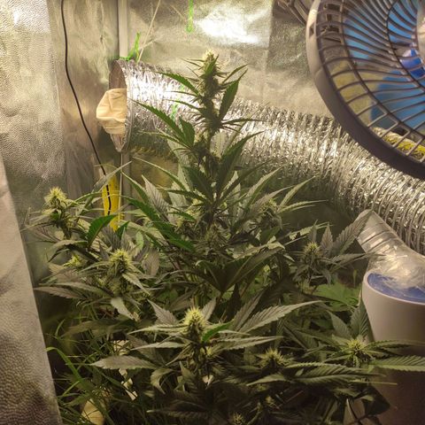 Gorilla Cookies Auto growlog timeline photo