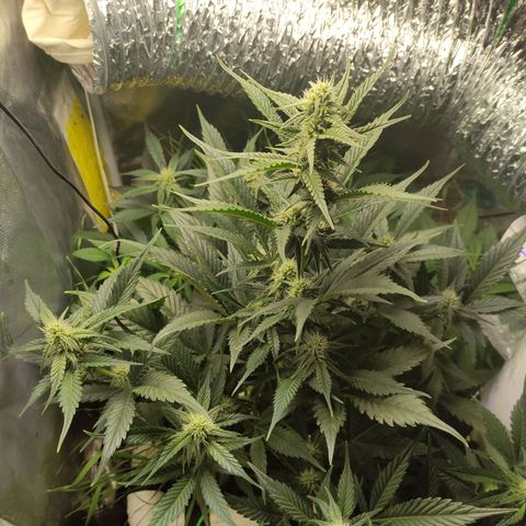 Gorilla Cookies Auto growlog timeline photo