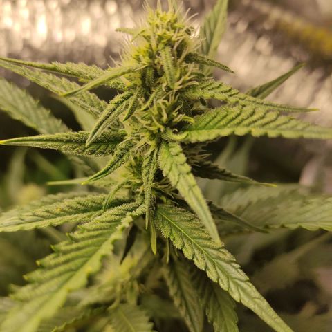 Gorilla Cookies Auto growlog timeline photo