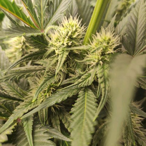 Gorilla Cookies Auto growlog timeline photo