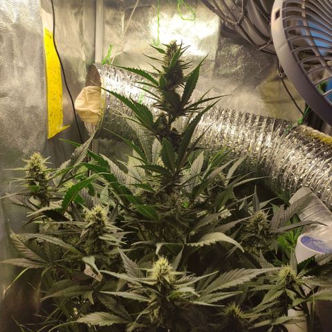 Gorilla Cookies Auto growlog timeline photo