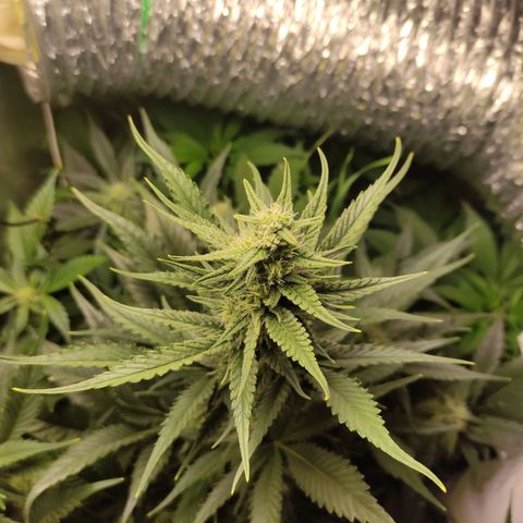 Gorilla Cookies Auto growlog timeline photo