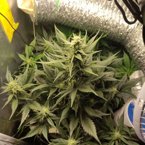 Gorilla Cookies Auto growlog timeline photo