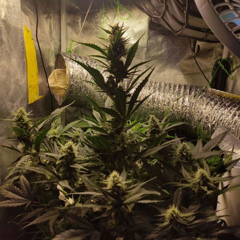 Gorilla Cookies Auto growlog timeline photo