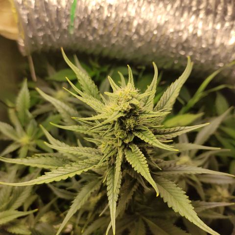 Gorilla Cookies Auto growlog timeline photo