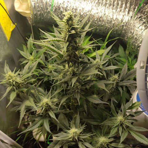 Gorilla Cookies Auto growlog timeline photo
