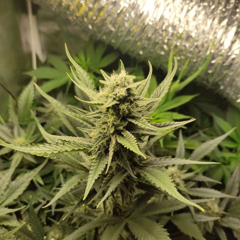 Gorilla Cookies Auto growlog timeline photo