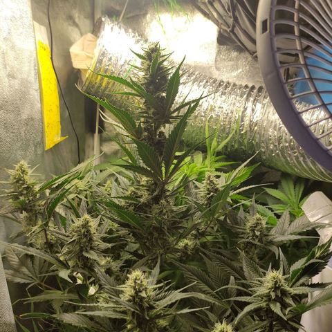 Gorilla Cookies Auto growlog timeline photo