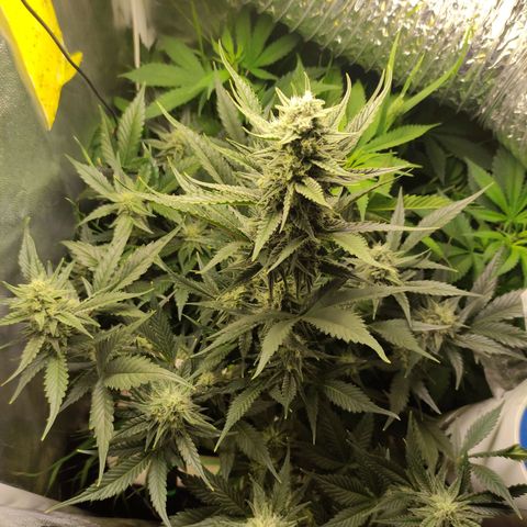 Gorilla Cookies Auto growlog timeline photo