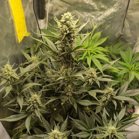 Gorilla Cookies Auto growlog timeline photo
