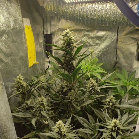 Gorilla Cookies Auto growlog timeline photo
