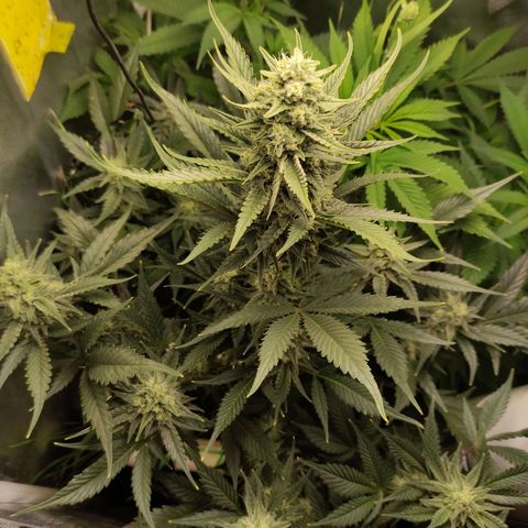 Gorilla Cookies Auto growlog timeline photo