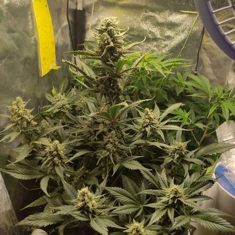 Gorilla Cookies Auto growlog timeline photo