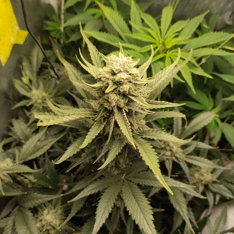 Gorilla Cookies Auto growlog timeline photo