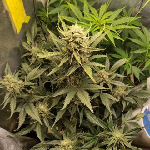 Gorilla Cookies Auto growlog timeline photo