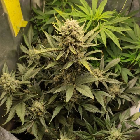 Gorilla Cookies Auto growlog timeline photo