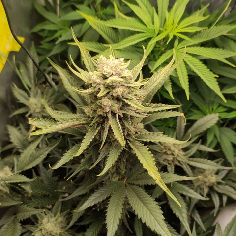 Gorilla Cookies Auto growlog timeline photo
