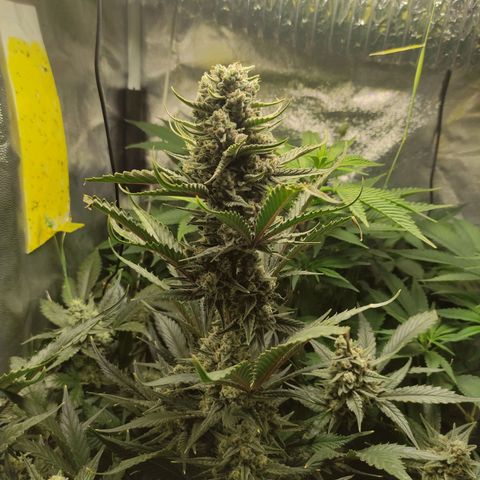 Gorilla Cookies Auto growlog timeline photo
