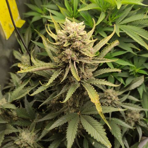 Gorilla Cookies Auto growlog timeline photo