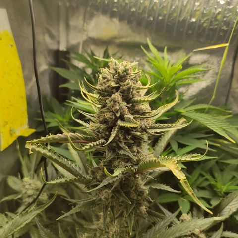 Gorilla Cookies Auto growlog timeline photo