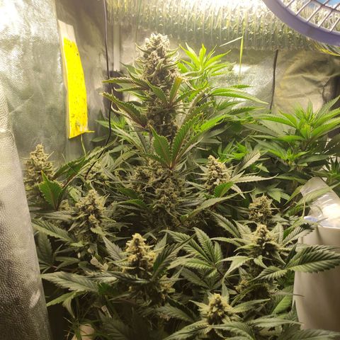 Gorilla Cookies Auto growlog timeline photo