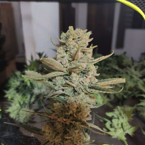 Gorilla Cookies Auto growlog timeline photo