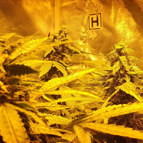 Purple growlog timeline photo