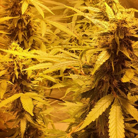 Purple growlog timeline photo