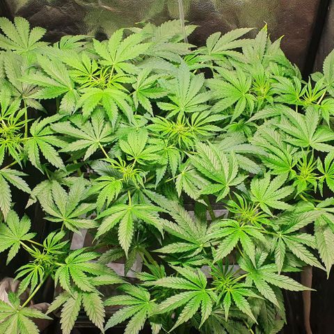 Pineapple growlog timeline photo